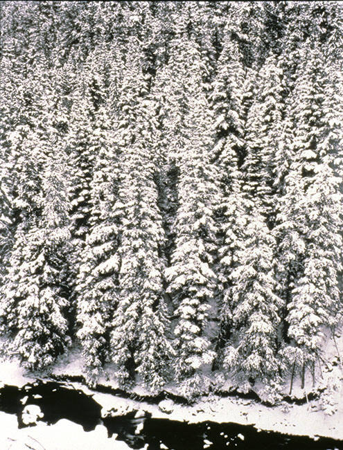 FOREST IN WINTER, BUCHANAN BRIDGE