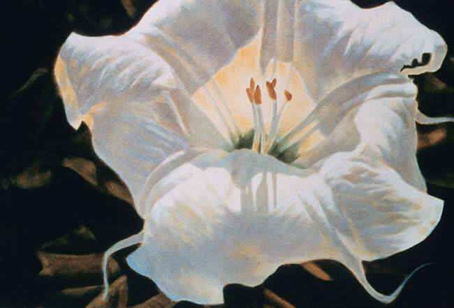 SACRED DATURA #9