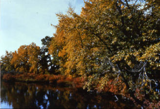 Reflections, Inglewood Bird Sanctuary, Calgary