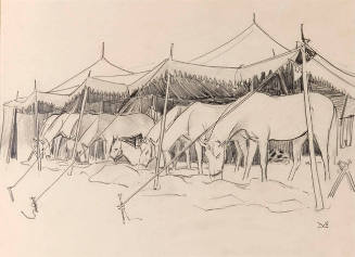 White Circus Horses No. 1