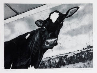 Cow Signed