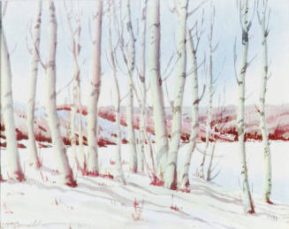 Birch Trees in Winter