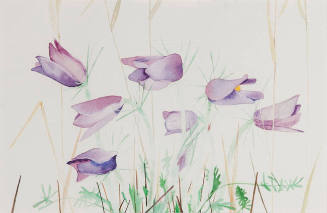 Prairie Crocus