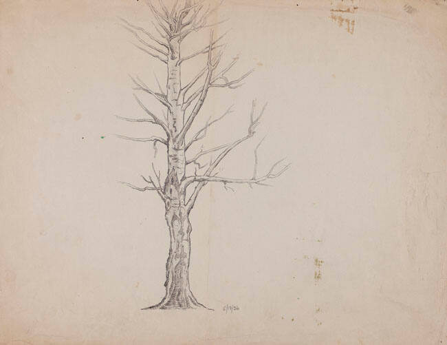 Trees Sketch