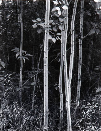 Untitled (Trees)
